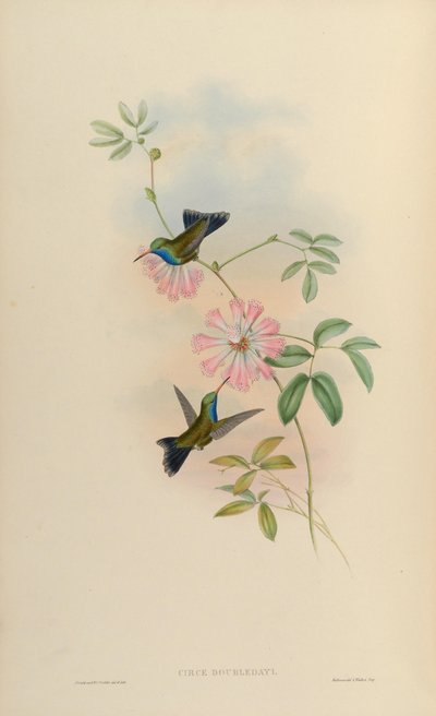 Circe doubledayi = Cynanthus latirostris doubledayi by John Gould